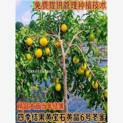 黄宝石黄晶果嫁接苗冬蜜