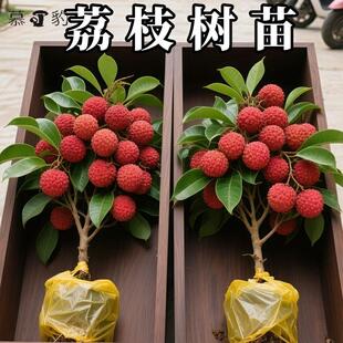 荔枝树苗嫁接无核桂味妃子笑白糖罂糯米糍荔枝苗南北方庭院种植