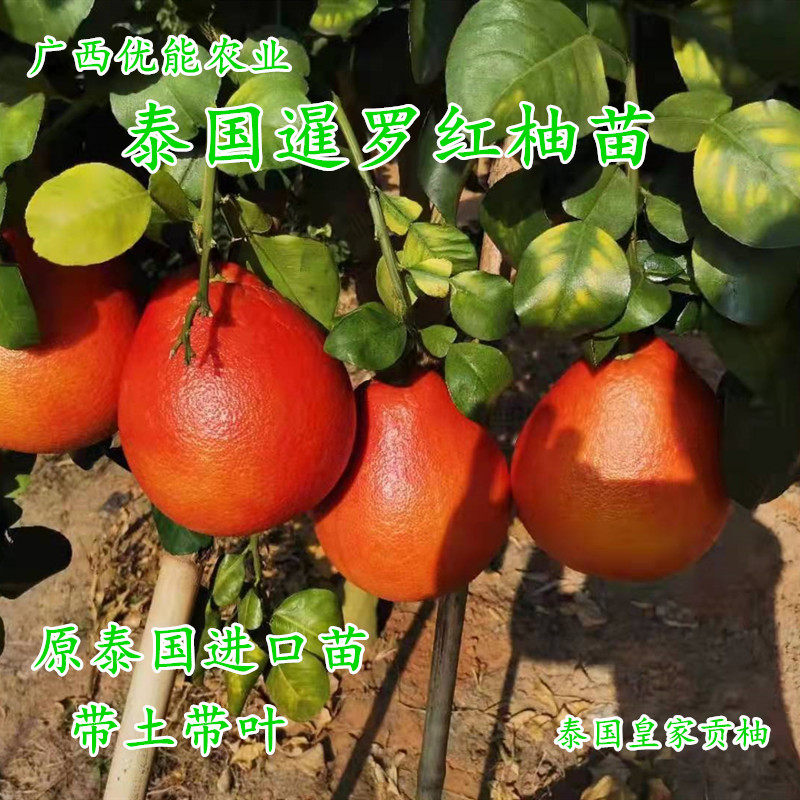 泰国三红柚红皮红心新品种纯正嫁接暹罗柚子苗红宝石青柚果树地栽