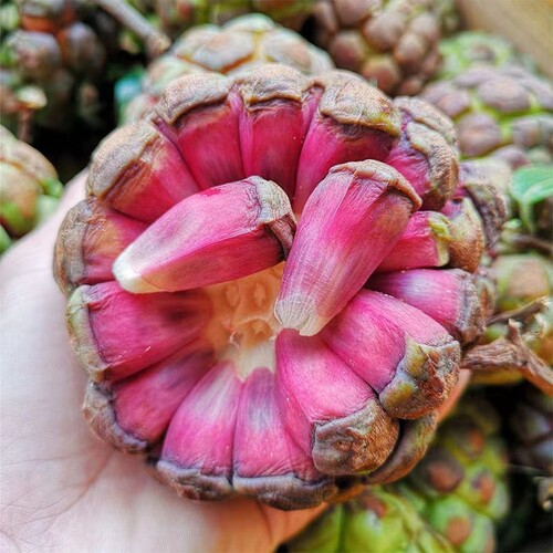 黑老虎果苗带土当年种植结果