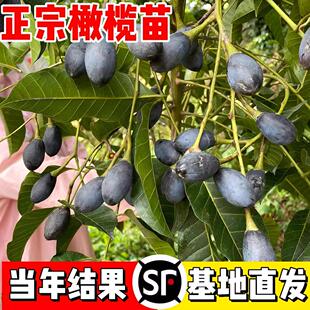 黑橄榄树果苗盆栽大型乌橄榄嫁接苗老桩水果树苗南方种植当年结果
