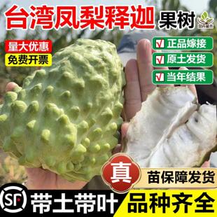 台湾凤梨释迦果嫁接树苗黄龙金玫瑰红佛头果番荔枝盆地栽当年结果