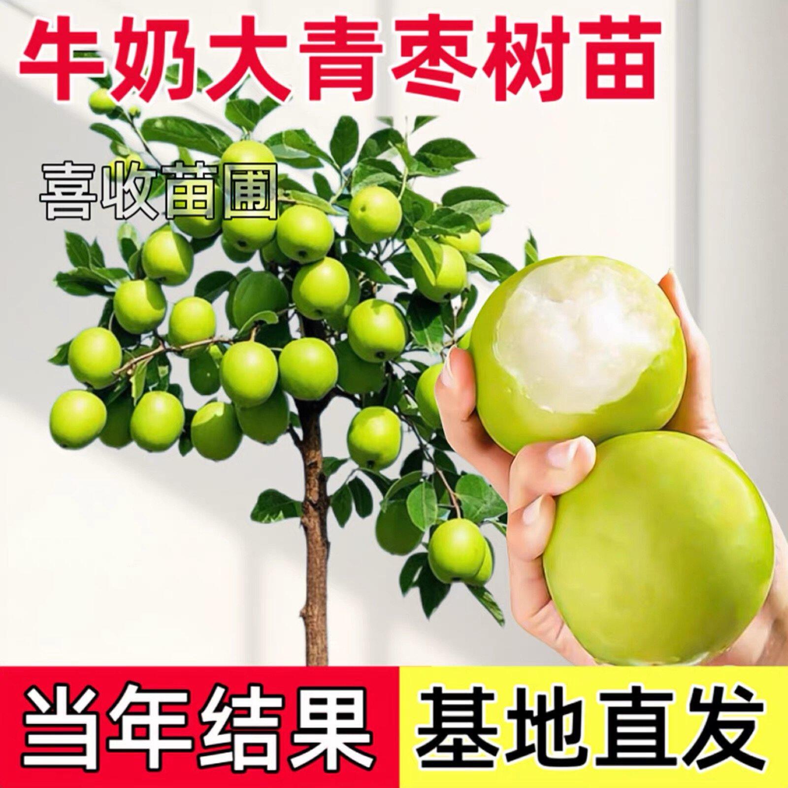 台湾大青枣树苗嫁接高产牛奶大青枣苗大果超甜果树苗南方北方耐寒