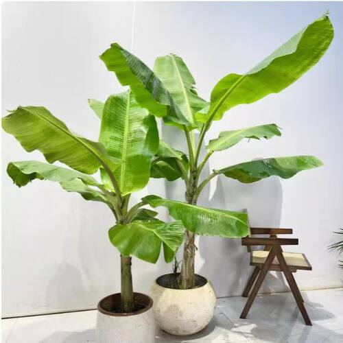 芭蕉树苗香蕉树盆栽绿植耐寒庭院