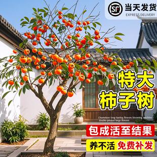 特大号柿子树苗庭院果树脆甜火晶柿子苗嫁接树苗南北方耐寒水果苗