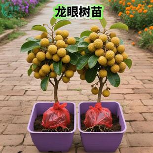 广东嫁接特大石硖储良龙眼树苗四季桂圆树苗庭院盆栽地栽当年结果