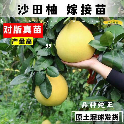 柚子树苗泰国三红暹罗果