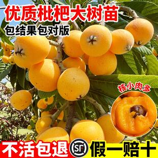 枇杷果苗无核枇杷苗树苗嫁接盆栽特大庭种植南北方种植耐寒大五星