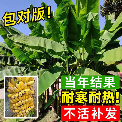 芭蕉树绿植盆栽庭院香蕉树苗大型北方室外内耐寒植物户外大叶巴蕉