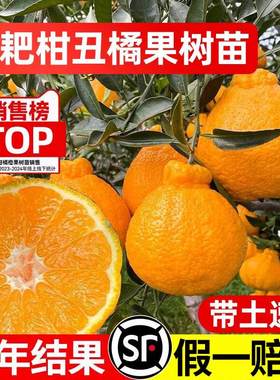 四川丑橘树苗爱媛果冻橙