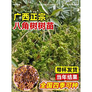 八角树树苗盆栽广西大红罗马嫁接大苗食用大料南方北方种植茴香树