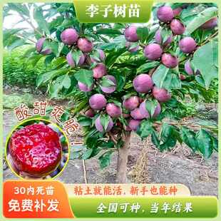 蜂糖李子树苗嫁接特大晚熟脱骨青脆李子果树苗南北方种三华李树苗