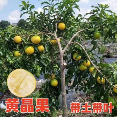 新品种无籽黄晶果苗四季