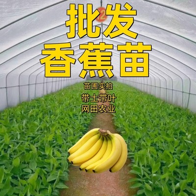 香蕉树苗焦西贡蕉红蕉中蕉9号