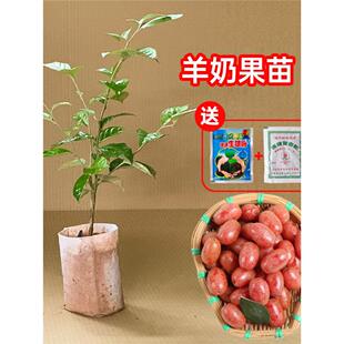 羊奶果树苗特大果形结果快德甜二号胡颓子羊奶果苗盆地栽当年结果
