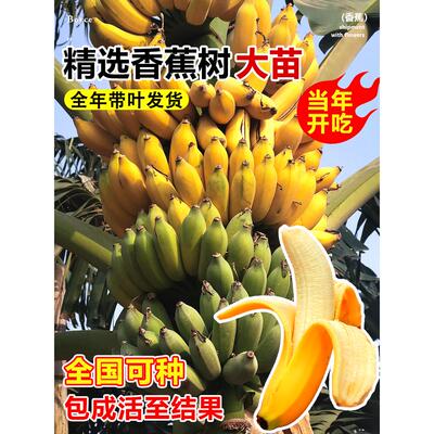 香蕉树苗盆栽地栽芭蕉粉蕉耐寒矮化香蕉苗南方北方四季庭院果树苗