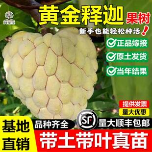 黄金释迦果嫁接树苗玫瑰红台湾凤梨黄龙佛头番荔枝盆地栽当年结果