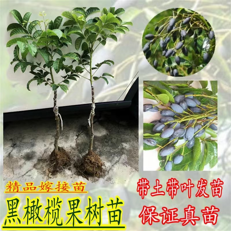 甜橄榄果树苗青橄榄嫁接苗纯甜回甘当年结果南方庭院盆栽地栽种植