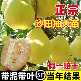 广西容县沙田柚子树苗正宗红心蜜柚嫁接盆栽果树果苗四季耐寒大苗