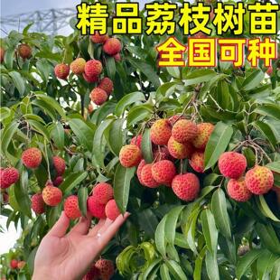 荔枝树苗特大号嫁接苗耐寒冰荔桂味无核南北方庭院种植盆栽地栽