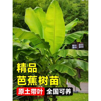 芭蕉树苗地栽盆栽绿植香蕉苗粉蕉庭院芭蕉树耐寒观赏北方室外好养