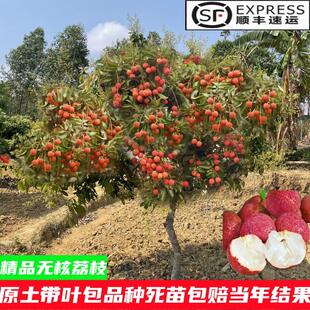 冰荔荔枝树苗荔枝王苗嫁接果树苗挂绿无核桂味妃子笑南方四季种植