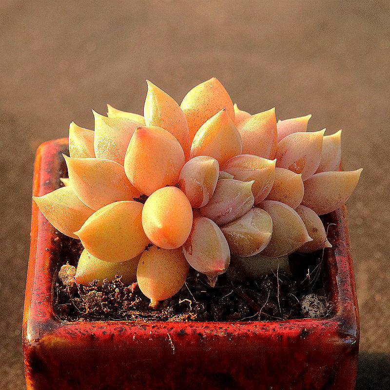 红象牙多肉植物 精控多头新手室内阳台趣味花卉组合盆栽 指间园艺