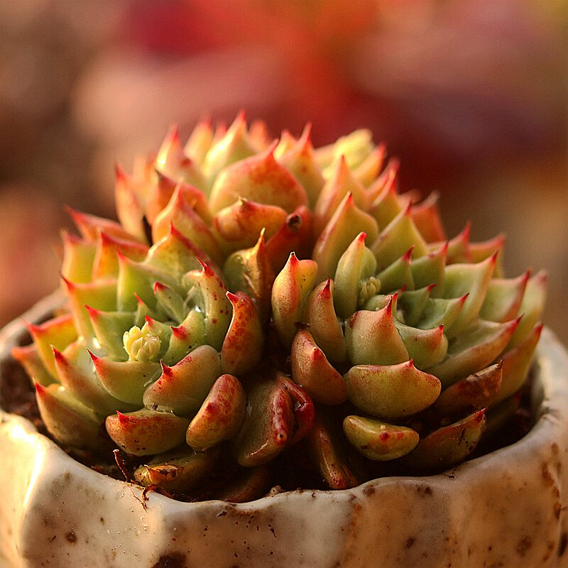 拉霍亚爪多肉植物控养群生萌肉室内阳台趣味花卉组合盆栽指间园艺