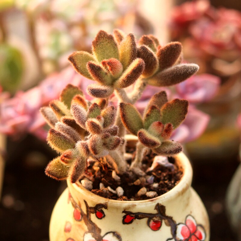 泰迪熊小老桩多肉植物绒毛萌肉肉 室内阳台趣味花卉盆栽 指间园艺