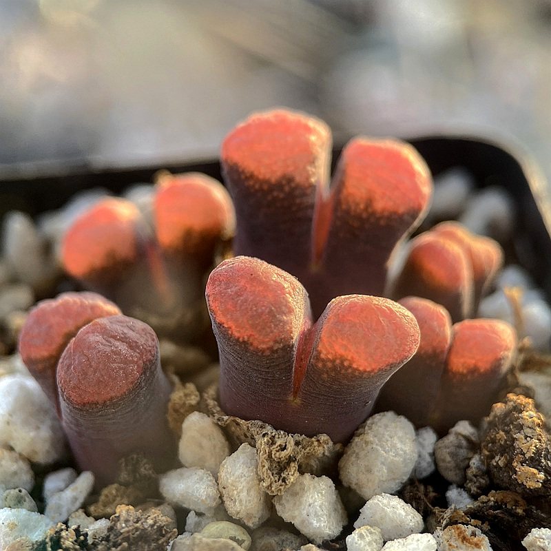 风铃玉 彩色生石花 多肉植物 新手萌肉 室内花卉组合盆栽指间园艺