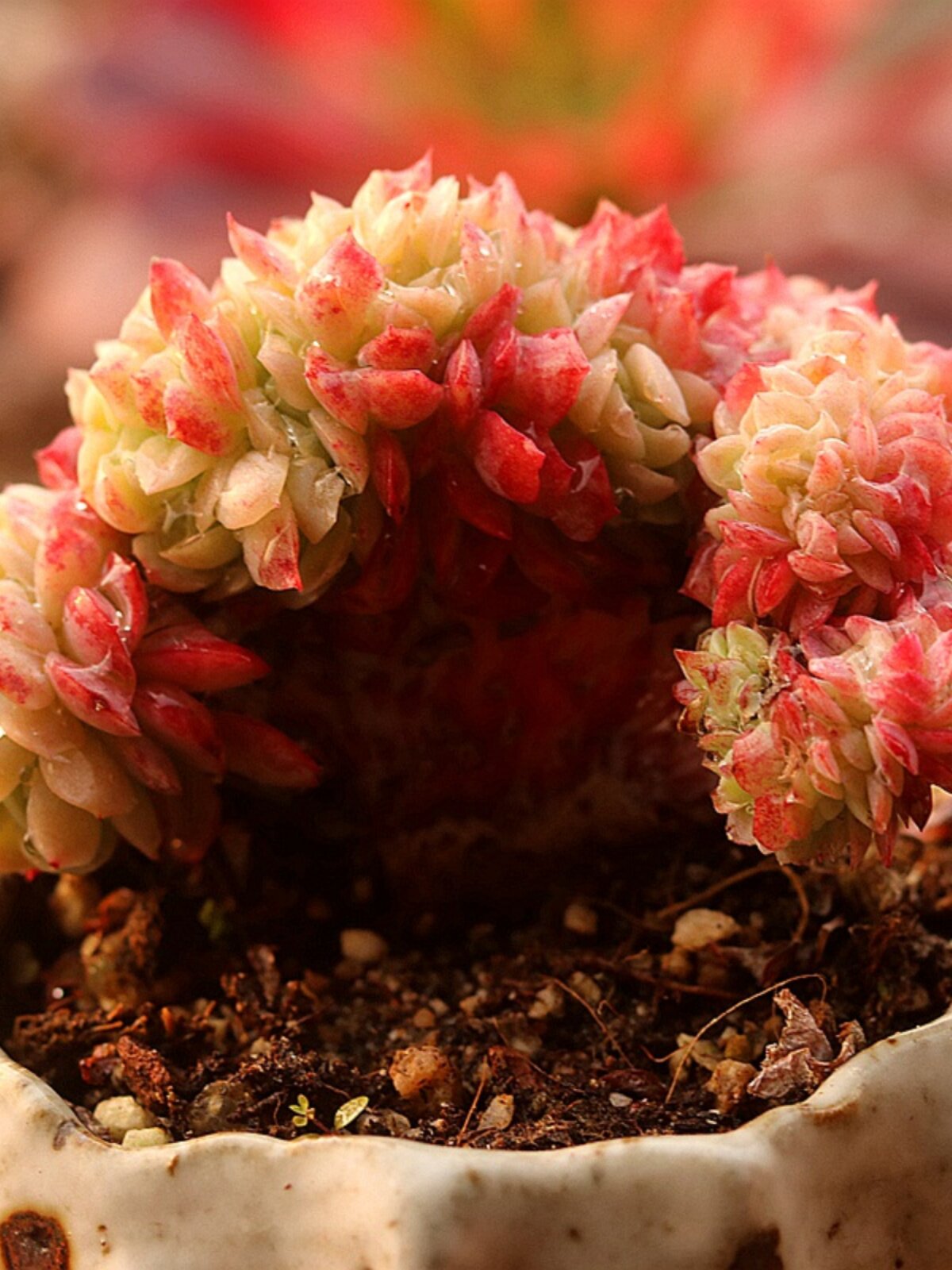 胭脂贝瑞缀化一物一拍多肉植物新手萌肉室内花卉组合盆栽指间园艺