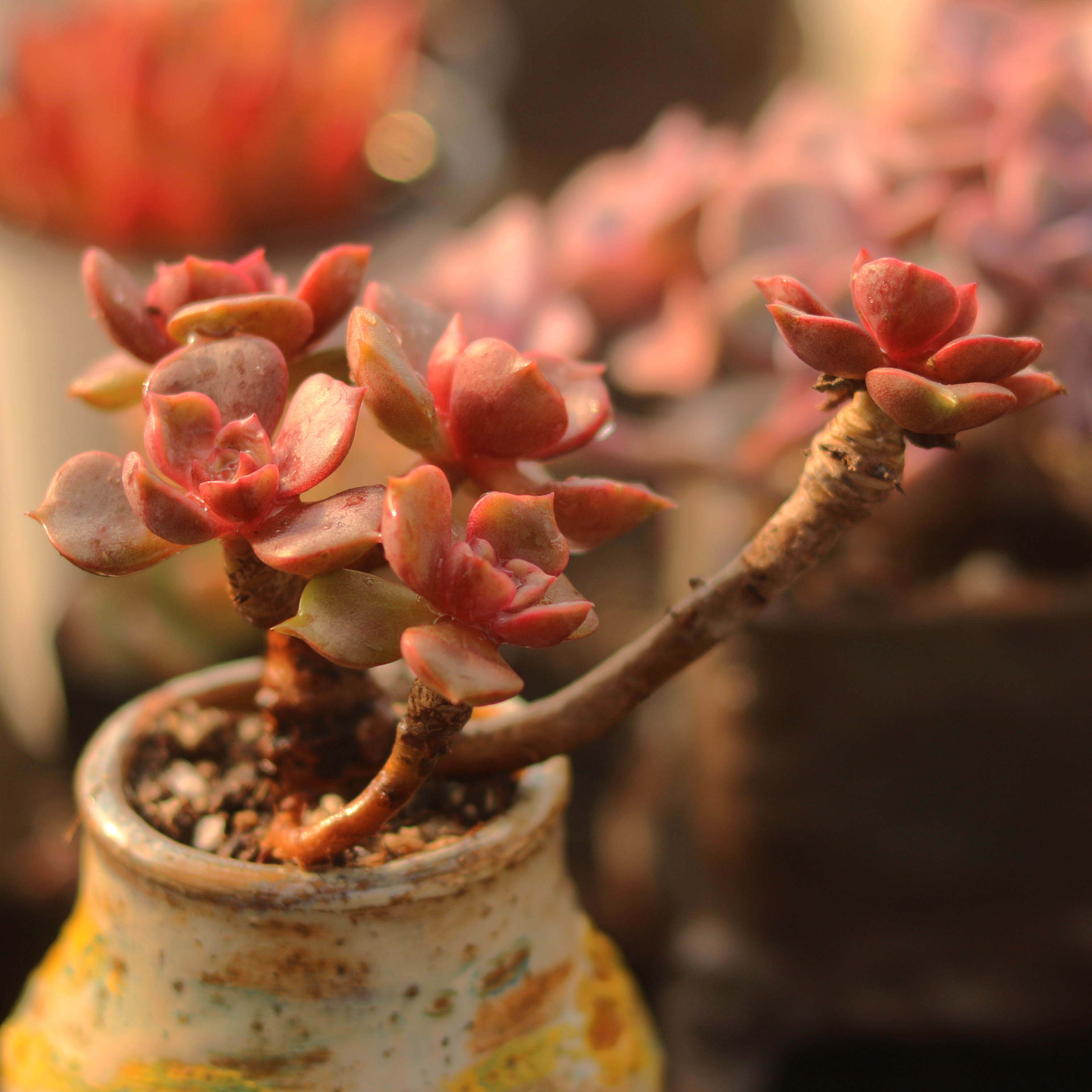 大红袍多肉植物多头控养木质老桩 室内阳台趣味花卉盆栽 指间园艺