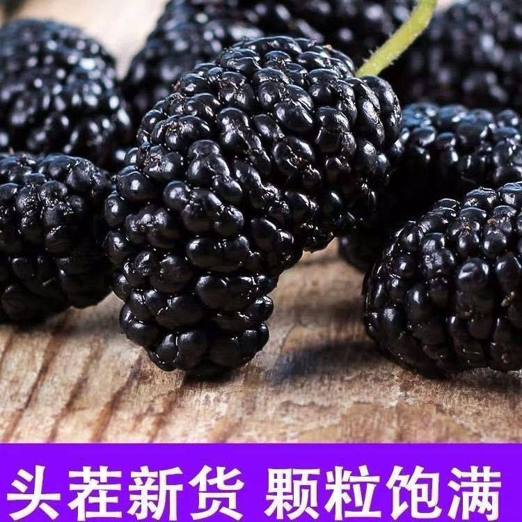 2026当季桑葚新鲜水果农家种桑椹干