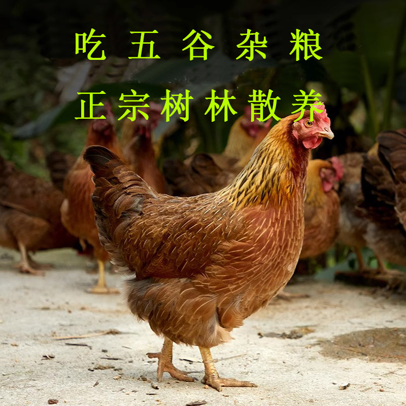 农家散养土鸡品质三黄鸡冷冻童子鸡新鲜土鸡超整只笨鸡顺丰包邮