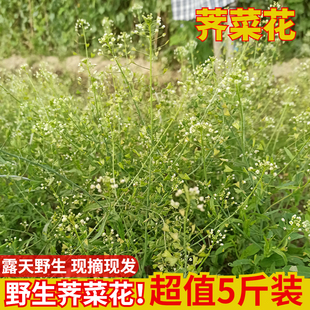 野生新鲜老荠菜三月三煮鸡蛋月子野生荠荠菜花地菜花整壳带根带花