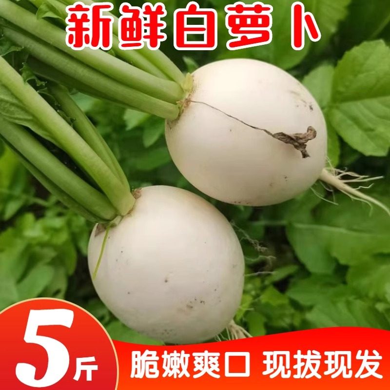 新鲜圆白萝卜5斤当季新鲜蔬菜小萝卜生吃水果可腌制萝卜干做泡菜