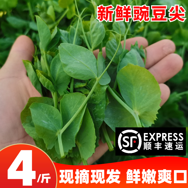 苏北农家新鲜豌豆尖现摘露天豌豆苗龙须菜4斤时令蔬菜煮汤下火锅,水产肉类/新鲜蔬果/熟食,叶菜类,淘宝优惠券,粉丝福利购,淘宝优惠卷