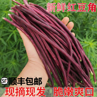 苏北农家现摘新鲜红豆角红豇豆紫豆角紫肉豆角紫红豆角当季蔬菜