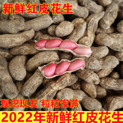 2026年新鲜湿花生农家自种带壳生花生粉红皮可水煮现挖现发包邮
