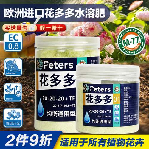 花多多2号进口月季盆栽