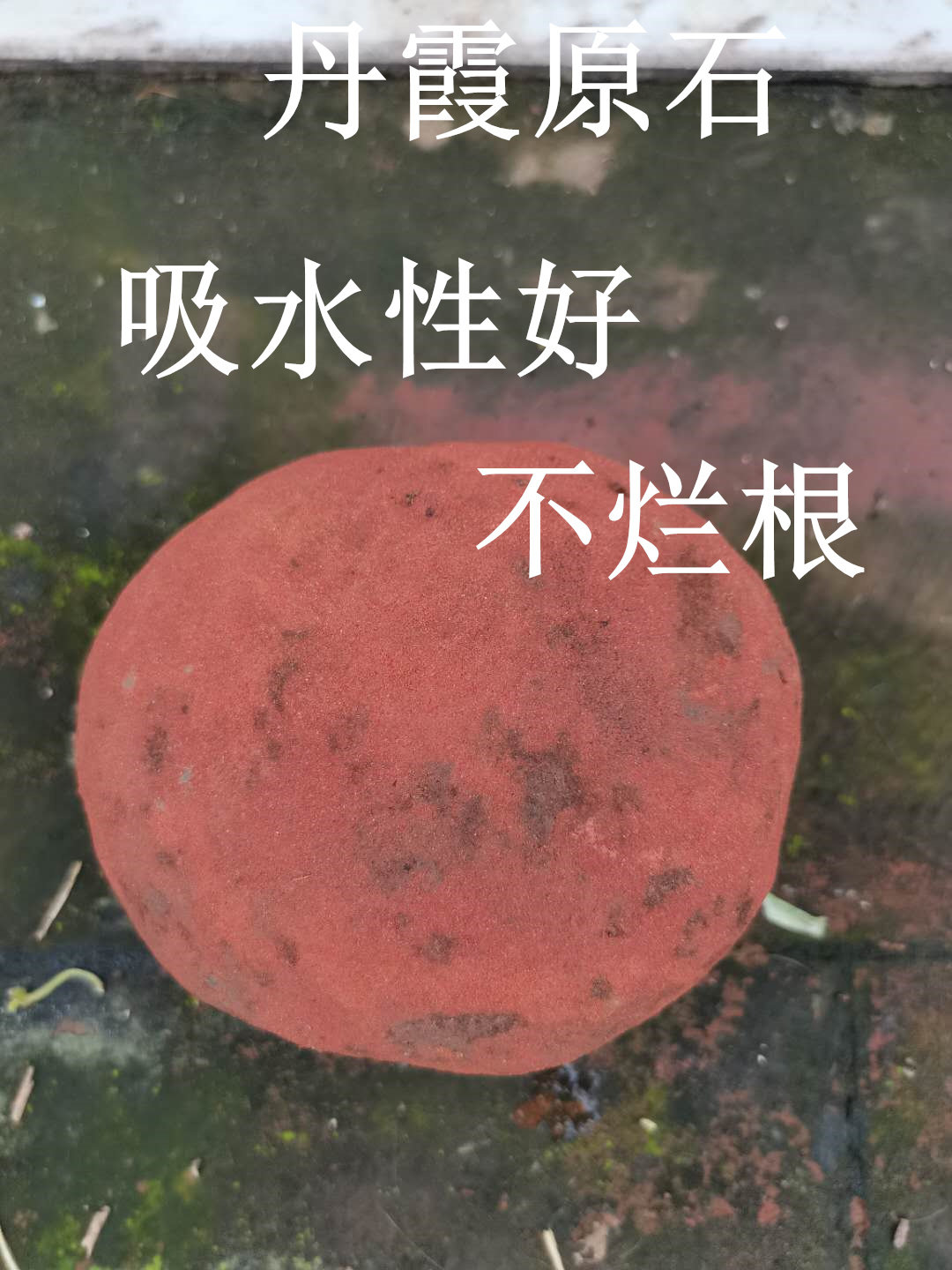 赤水金钗种植铁皮鼓槌丹霞石