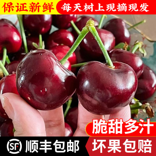 5斤山东烟台现摘现发顺丰包邮