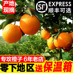 湖北正宗秭归脐橙纽荷尔新鲜水果橙子当季大个手剥橙九月红果冻橙
