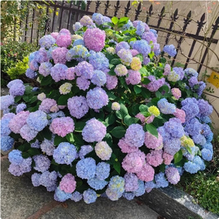 大花绣球无尽夏盆栽八仙绣球花苗绣球苗好养的花盆栽庭院好养植物