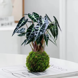 小仙女海芋苔藓球植物办公室内花卉桌面四季好养活喜阴小绿植盆栽