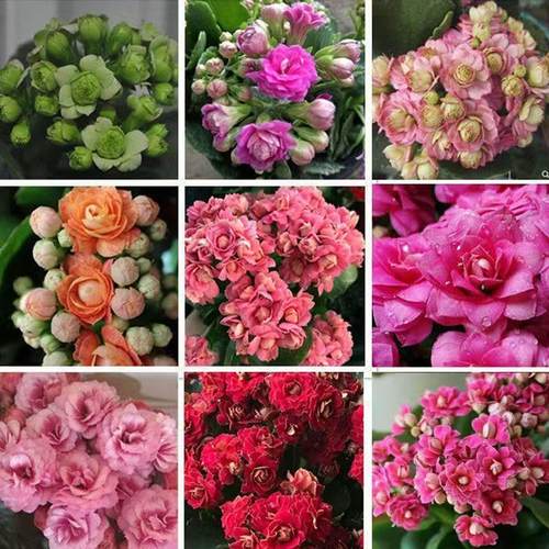 重瓣花苗长寿花金狐狸绿巴黎粉