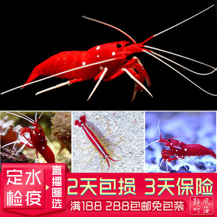 医生虾火焰虾清洁虾斯里兰卡黄美人虾观赏鱼活体生物海水鱼缸静风