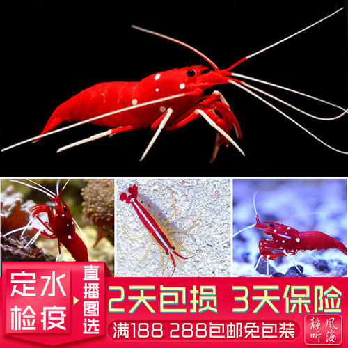 清洁虾火焰虾海水生物活体