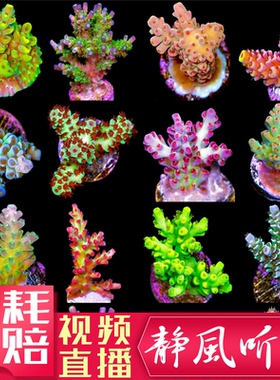 JF断枝所罗门绿图钉红病毒鸟巢猫骨人工繁殖硬骨珊瑚sps1海水活体