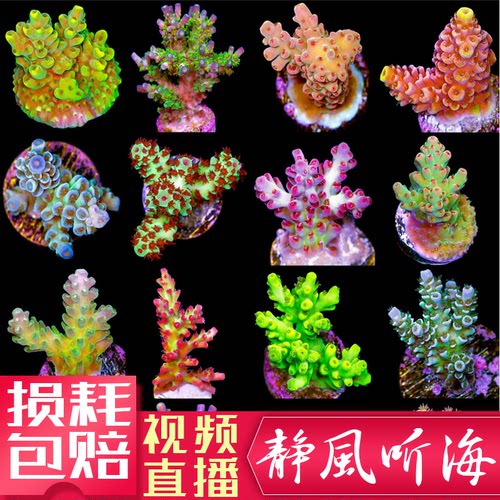 海水生物断肢硬骨珊瑚人工繁育